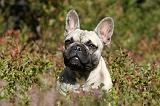 BOULEDOGUE FRANCAIS 770